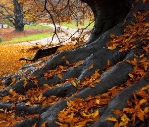 Liście, Korzenie, Jesień, Drzewo