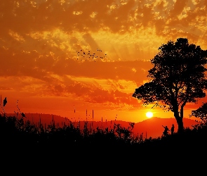 Zachód Słońca, Ptaki, Drzewo