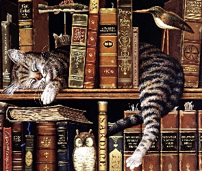 Śpiący, Książki, Regał, Kot