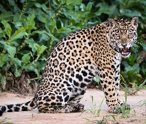 Grozny, Jaguar