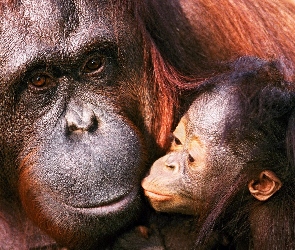 Dwa, Orangutany