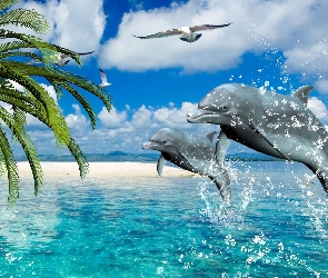 Delfiny, Palmy, Morze