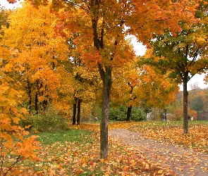 Jezioro, Liście, Ścieżka, Drzewa