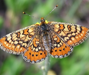 Motyl, Przeplatka aurinia