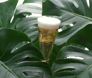 Rododendronu, Liście, Kieliszek, Szampana