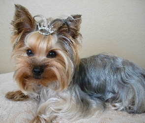 Korona, Yorkshire Terrier