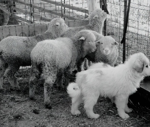 Młody, owce, Owczarek węgierski Kuvasz
