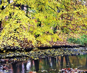 Odbicie, Jesień, Liście, Żółte, Strumyk