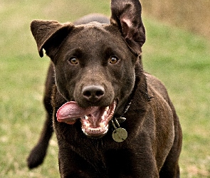 Szczęka, Język, Pies