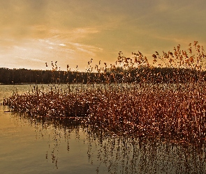 Jezioro, Trzcina