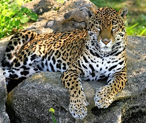 Jaguar, Skały
