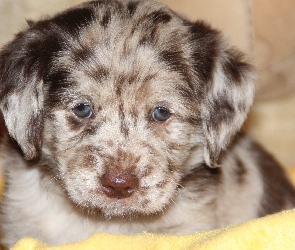 Szczeniak, Owczarek australijski-australian shepherd