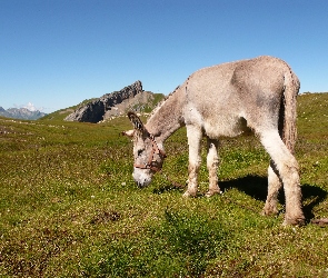 Łąka, Osiołek