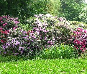 Kwiaty, Zieleń, Park