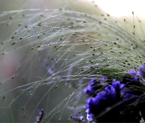 Delikatna, Roślinka