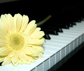 Pianino, Klawiatura, Kremowy, Gerber