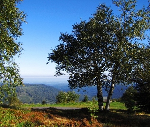 Drzewa, Niebo