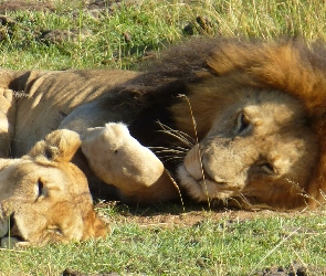 Lwy, Safari