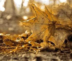 Jesień, Sepia, Liście, Suche