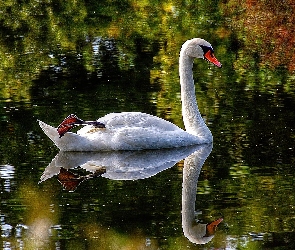 Łabędź, Woda, Ptak