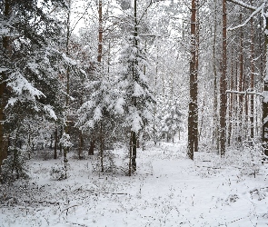 Las, Śnieg, Zimowy