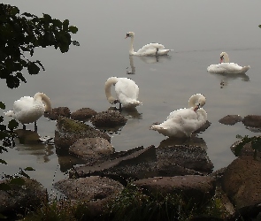 Łabędzie, Kamienie