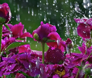 W, Deszczu, Kwiaty
