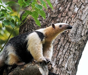 Drzewo, Mrówkojad, Kora