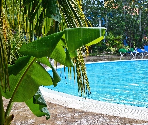 Basen, Palmy, Hotel