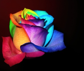 Kolorowe, Płatki, Róża