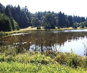 Drzewa, Trawa, Jezioro