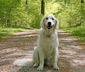 Golden Retriever, Droga, Pies, Las