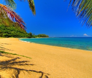 Palmy, Liście, Plaża, Piasek
