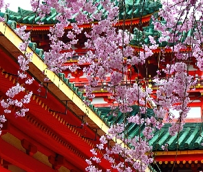 Japonia, Świątynia, Kwiaty, Wiśni