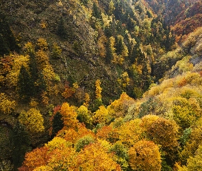 Jesień, Góry, Zalesione
