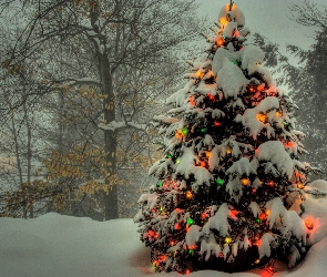 Choinka, Oświetlona, Drzewa, Śnieg