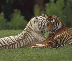 Dwa, Miłość, Tygrysy