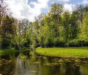Park, Drzewa, Rzeka