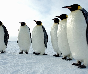 Sześć, Śnieg, Pingwinów