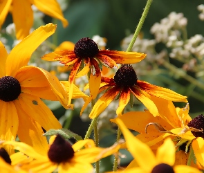 Kwiaty, Rudbekia, Żółte