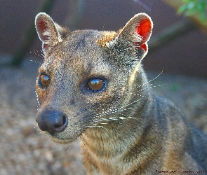 Fossa