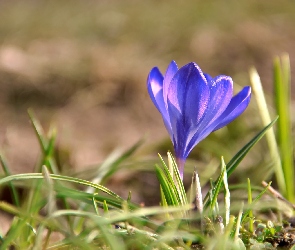 Krokus, Niebieski