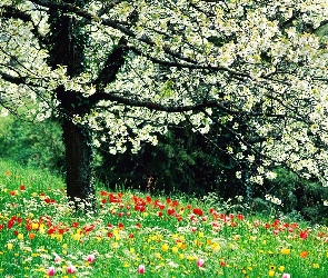 Jabłoń, Tulipany