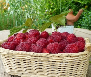 Malin, Czerwonych, Koszyczek, Dojrzałych