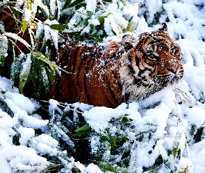 Śnieg, Zarośla, Tygrys
