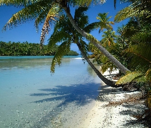 Wyspy Cooka, Nowa Zelandia, Palmy, Woda, Aitutaki