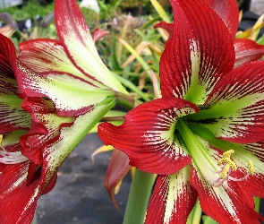 Kwiaty, Amarylis