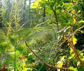 Pajęczyna, Babie Lato