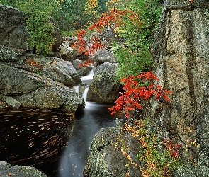 Rzeka, Kamienie, Krzewy, Drzewa