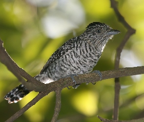 Chronka Pręgowana, Gałązki, Ptak